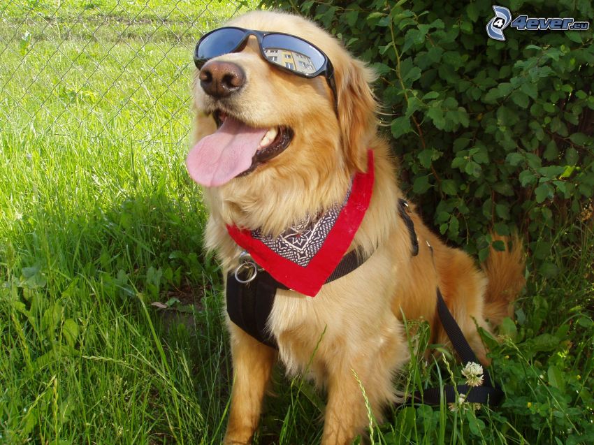 dog in glasses, Labrador, scarf, nature