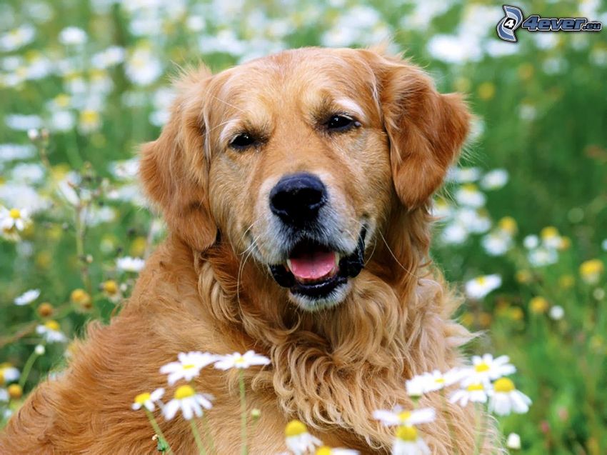 dog in the grass, daisies, meadow