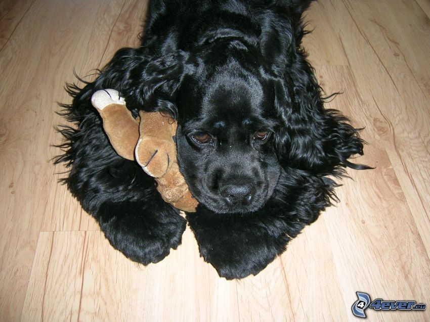 dog on the floor, black dog, cuddly toy, sadness