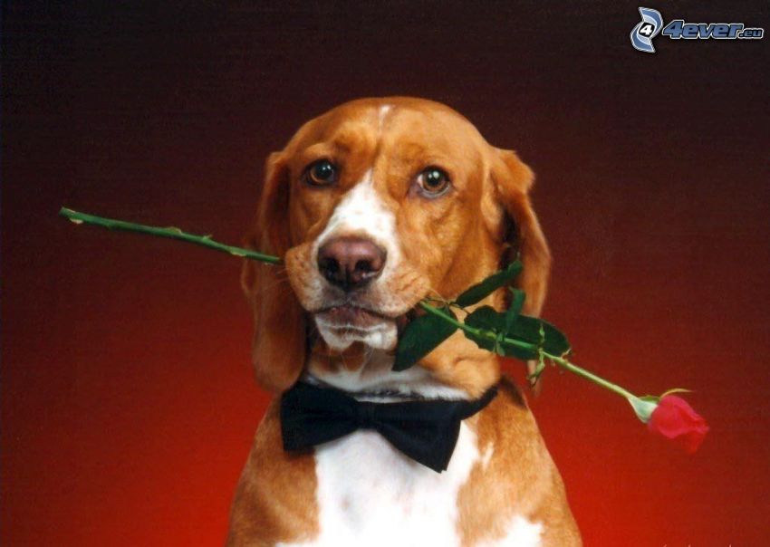 dog with the rose, bow tie, beagle
