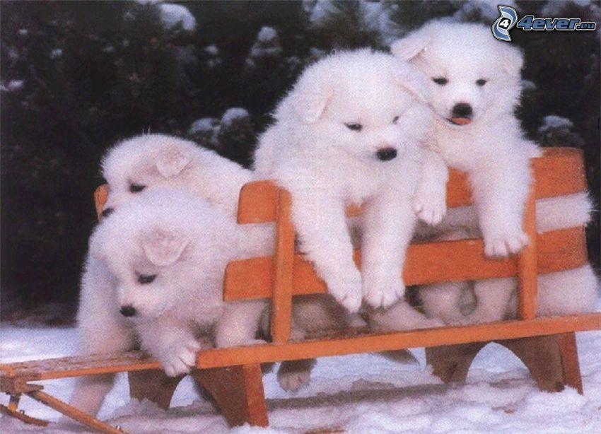dogs, bench
