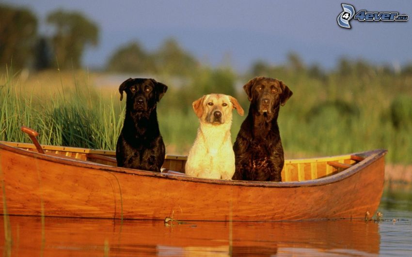 dogs, boat, water