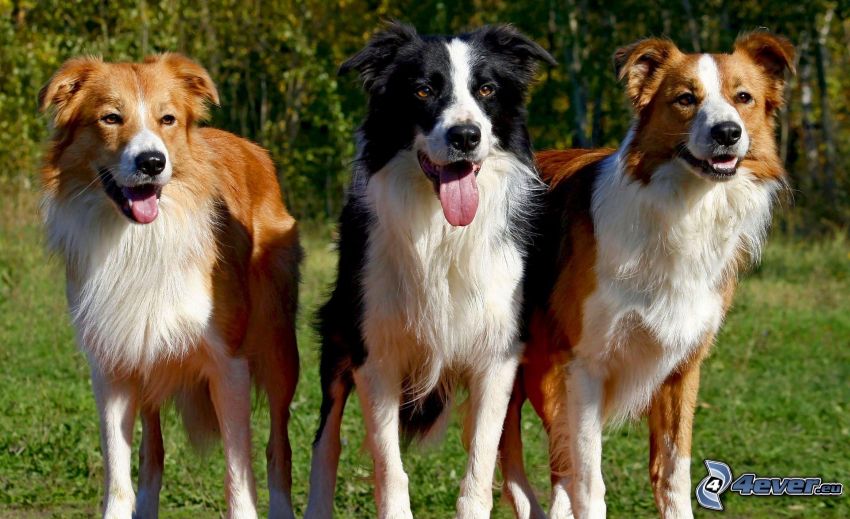 dogs, Border Collie