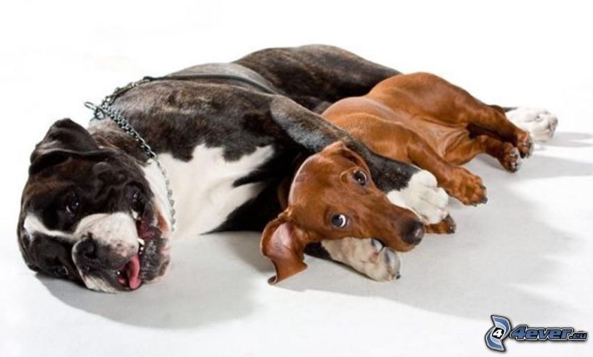 dogs, Boxer, dachshund