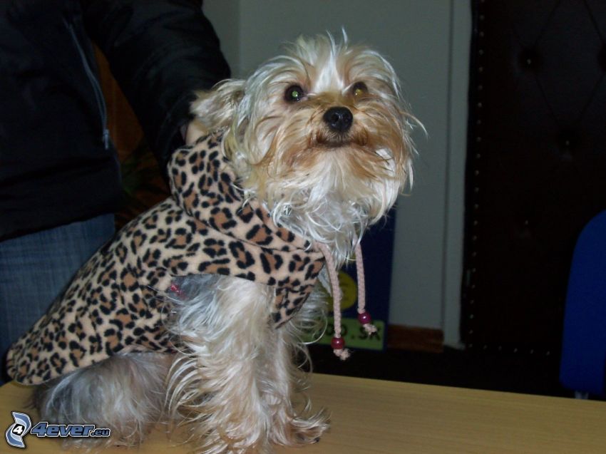 dressed dog, leopard pattern