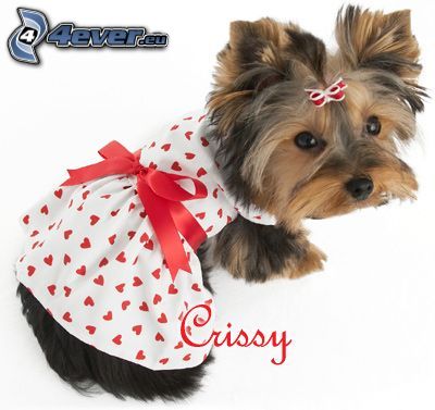 dressed dog, Yorkshire Terrier with ribbon