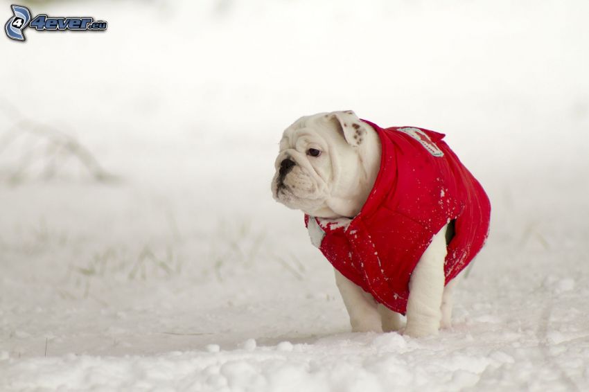 English bulldog, vest, snow