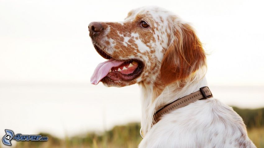 English setter, put out the tongue