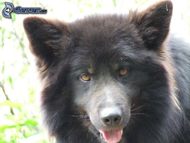 german shepherd, black dog