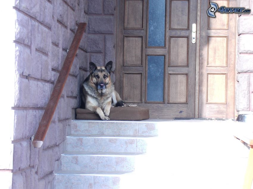 german shepherd, dog on the stairs