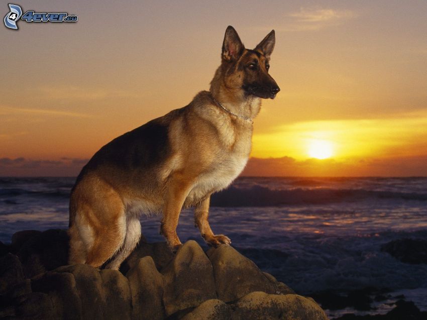 german shepherd, rocks, sunset behind the sea