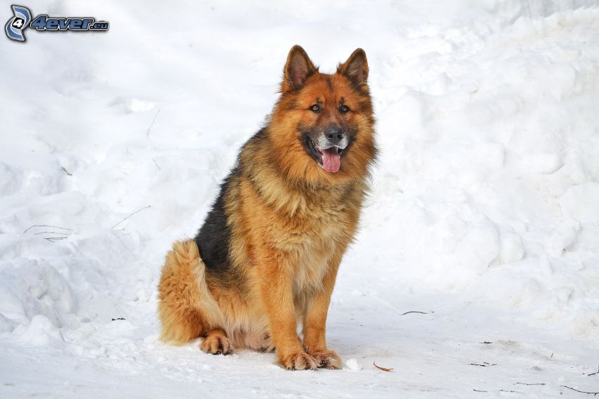 german shepherd, snow