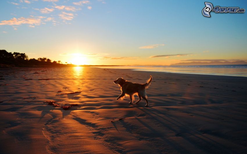 golden retriever, beach at sunset