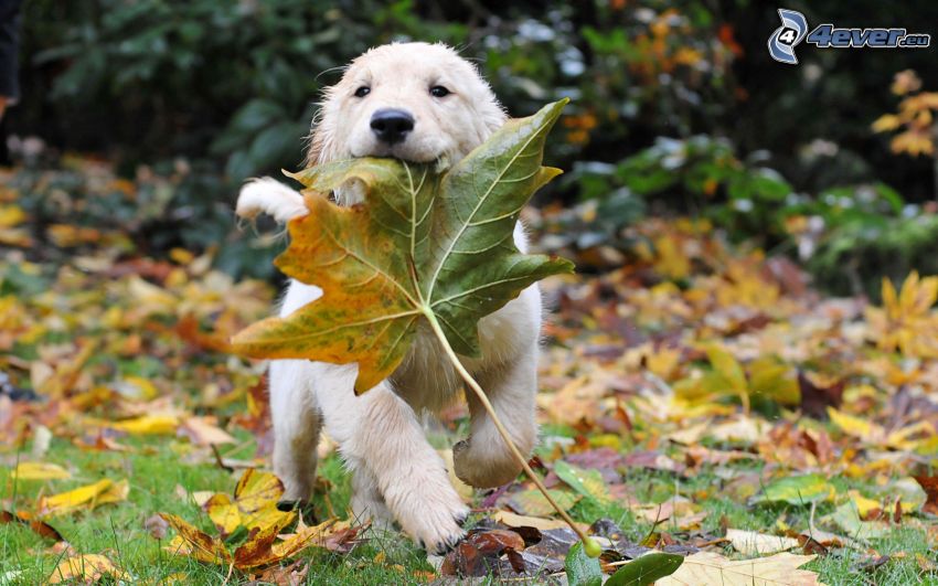 golden retriever, puppy, autumn leaves
