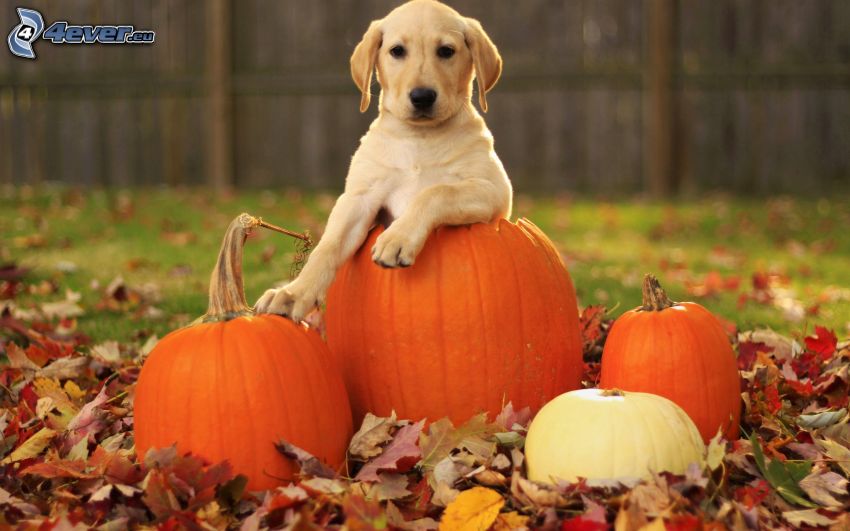 golden retriever, puppy, pumpkins