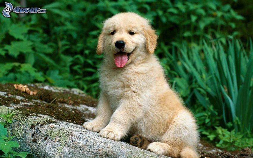 golden retriever, puppy