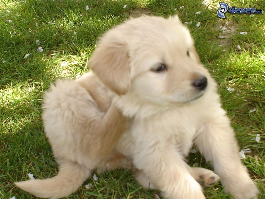 golden retriever, puppy in the grass