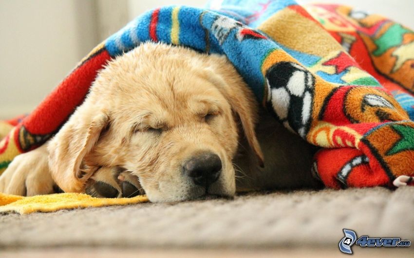 golden retriever, sleep, blanket