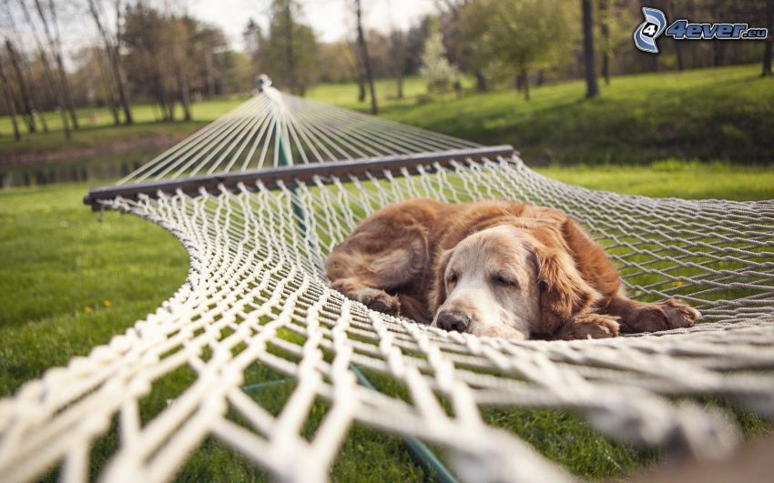 golden retriever, sleeping dog, hammock