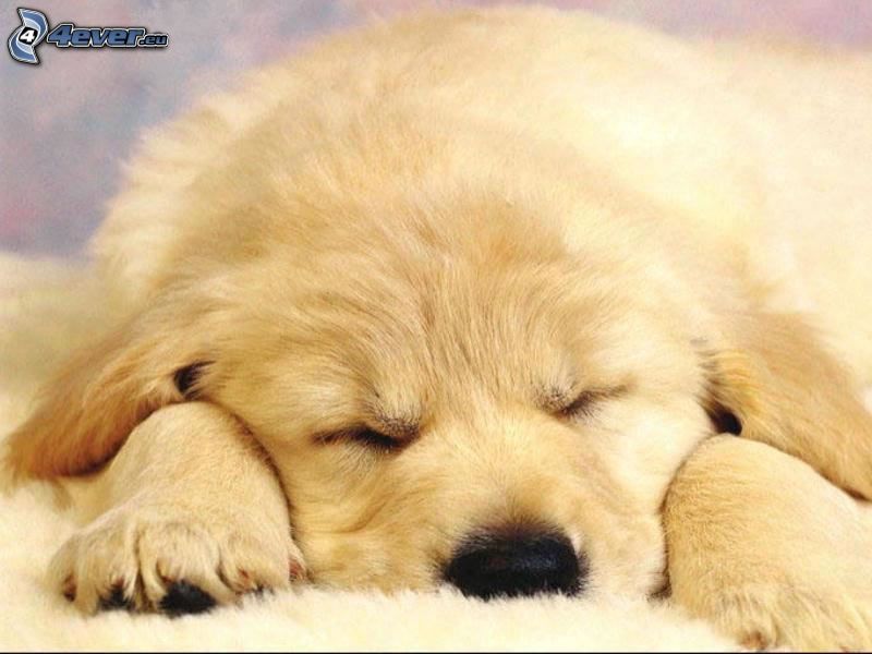 golden retriever, sleeping puppy