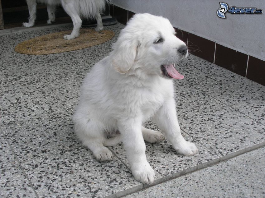 golden retriever, white puppy, yawn