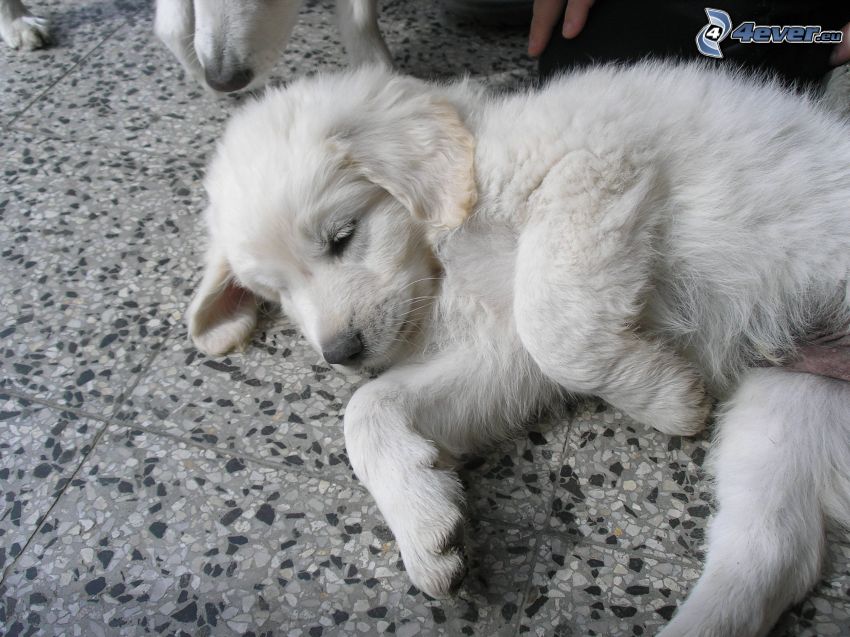 golden retriever, white puppy
