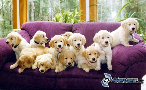 Golden Retriever puppies, couch