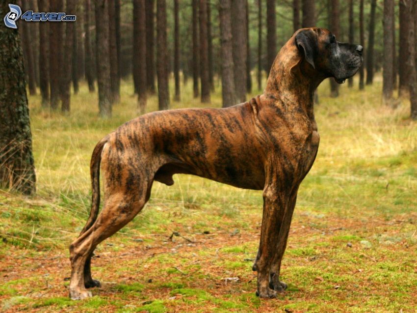 Great Dane, forest