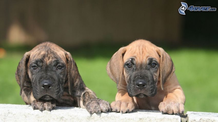 Great Dane, puppies