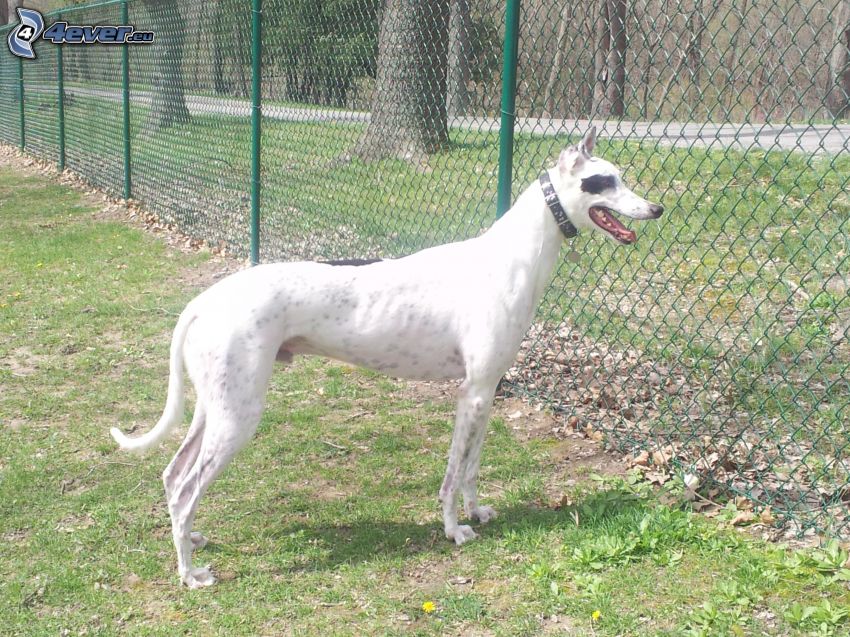 greyhound, fence