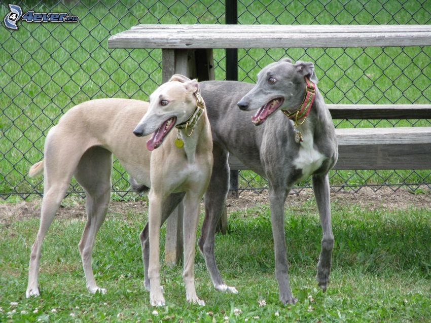 greyhound, fence
