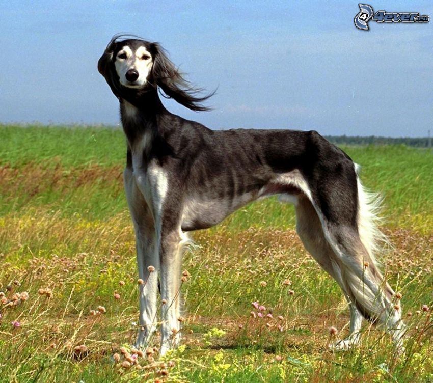 greyhound, field
