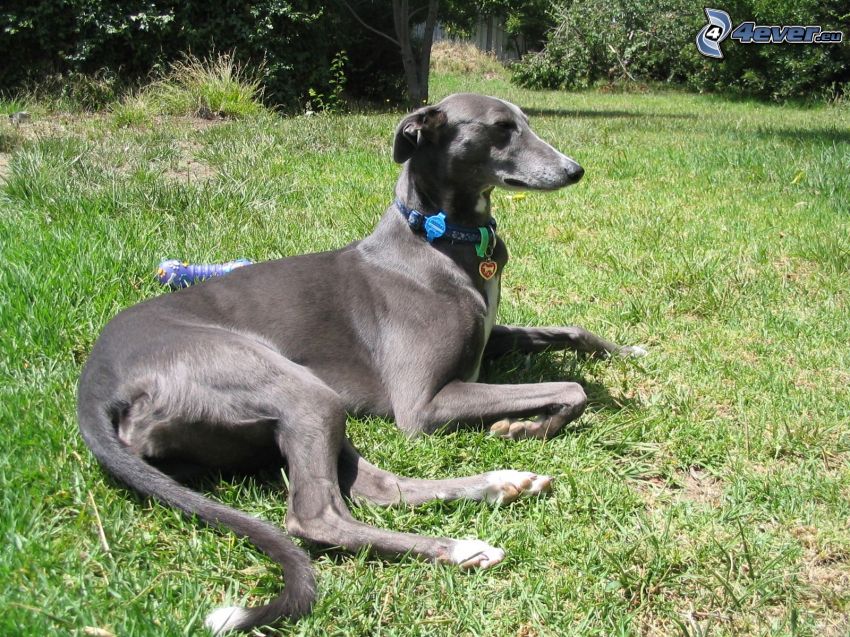 greyhound, lawn