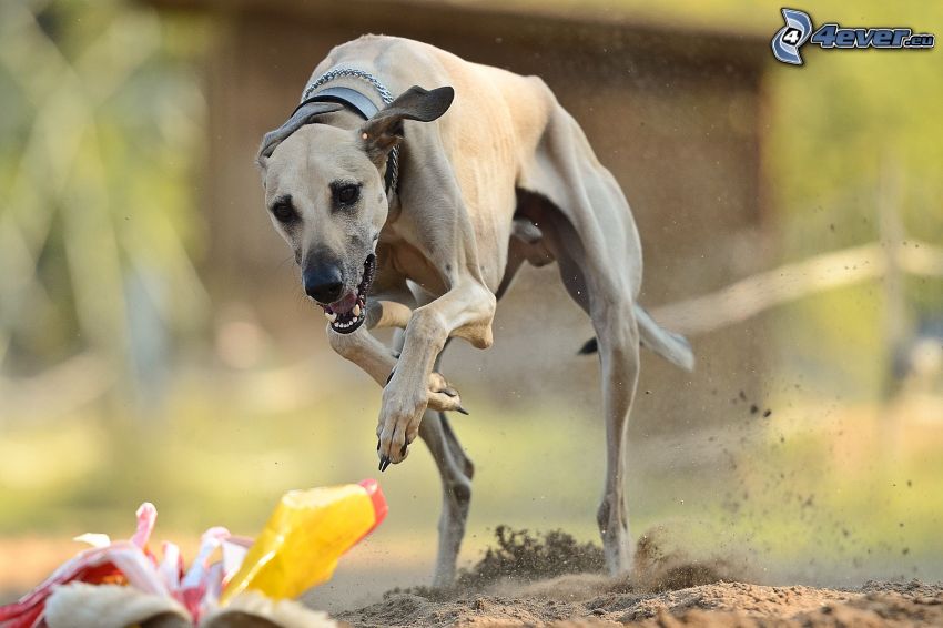 greyhound, running