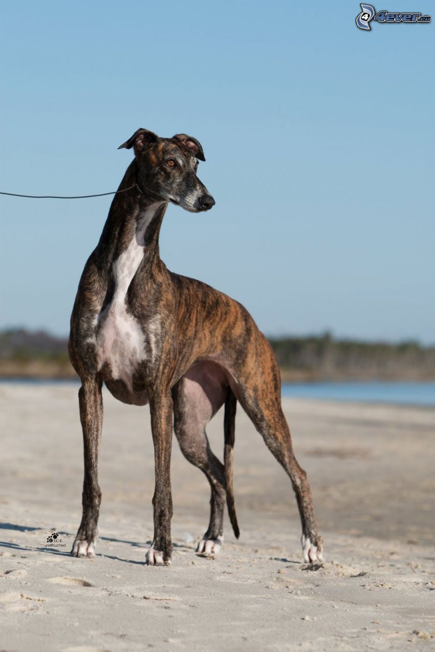 greyhound, sandy beach