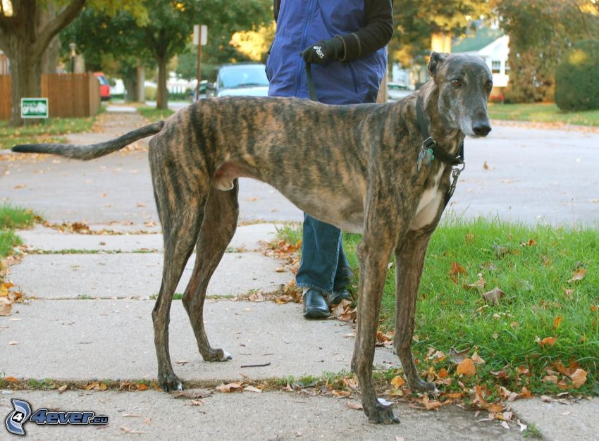 greyhound, sidewalk