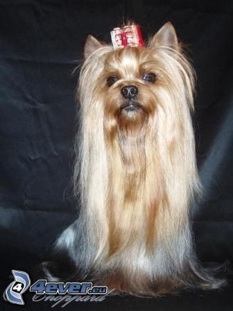haired dog, Yorkshire Terrier