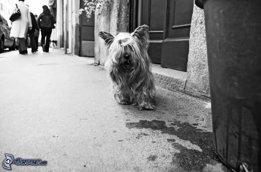Hairy Yorkshire Terrier, black and white photo, street