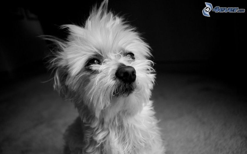 Hairy Yorkshire Terrier, black and white photo
