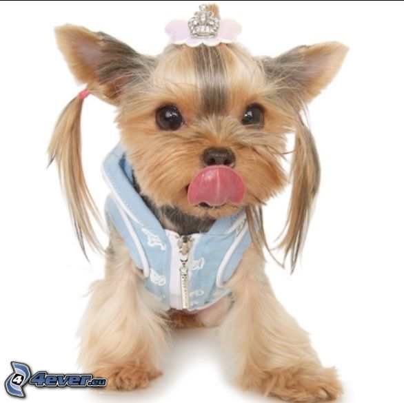 Hairy Yorkshire Terrier, put out the tongue, clothes