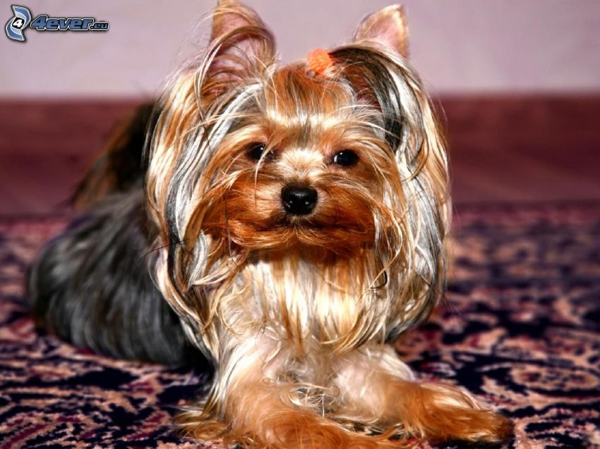 Hairy Yorkshire Terrier