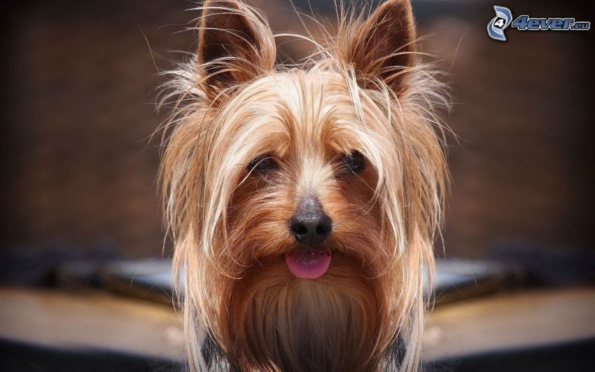 Hairy Yorkshire Terrier