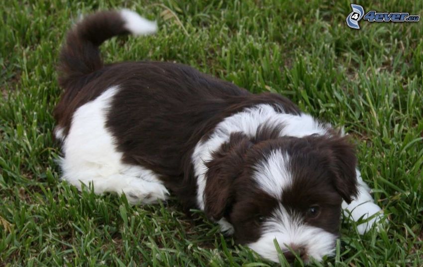 havanese, grass