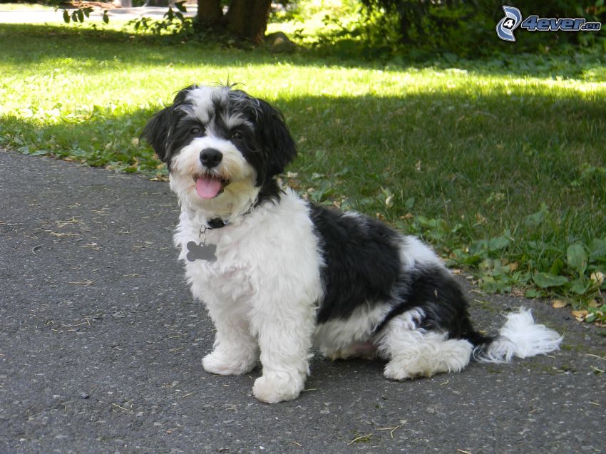 havanese, put out the tongue