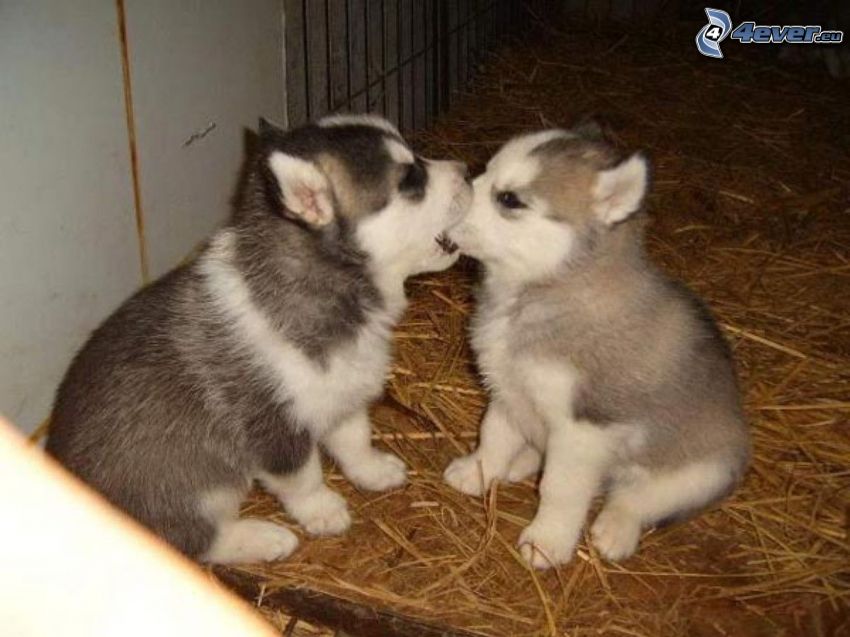 Husky puppies, dogs' kiss