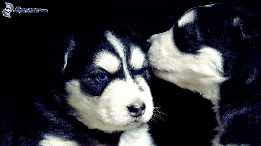 Husky puppies, kiss