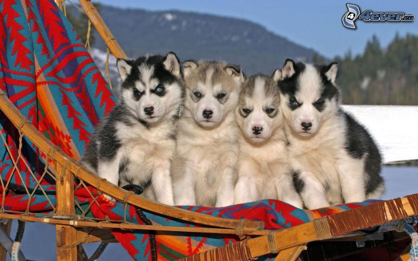 Husky puppies, sled