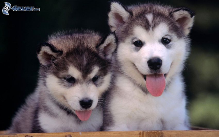 Husky puppies, two puppies