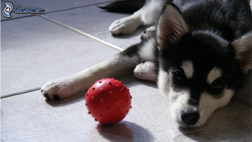 Husky puppy, ball