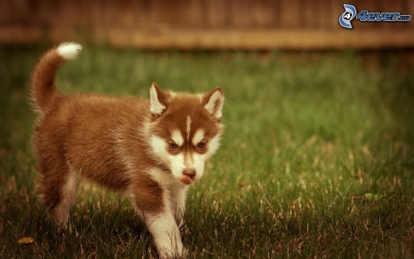 Husky puppy, put out the tongue, grass